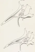 An illustration from On British wild flowers considered in relation to insects (1890)