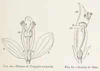 Picture 7 of 16 from On British wild flowers considered in relation to insects (1890), leaf 93
