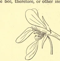 An illustration from On British wild flowers considered in relation to insects (1909)