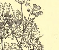 An illustration from On British wild flowers considered in relation to insects (1909)