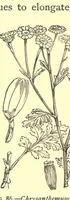 An illustration from On British wild flowers considered in relation to insects (1909)