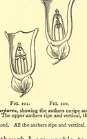 Picture 7 of 8 from On British wild flowers considered in relation to insects (1909), leaf 165