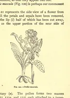 An illustration from On British wild flowers considered in relation to insects (1909)