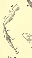 An illustration from On British wild flowers considered in relation to insects (1909)