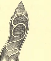 An illustration from On British wild flowers considered in relation to insects (1909)