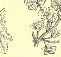An illustration from On British wild flowers considered in relation to insects (1909)