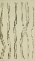 An illustration from On the cotton fibre and on the manner in which it unites with colouring matter (1863)
