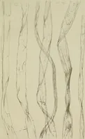 An illustration from On the cotton fibre and on the manner in which it unites with colouring matter (1863)