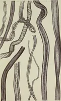 An illustration from On the cotton fibre and on the manner in which it unites with colouring matter (1863)