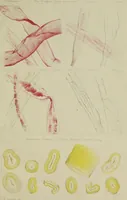 An illustration from On the cotton fibre and on the manner in which it unites with colouring matter (1863)