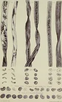 An illustration from On the cotton fibre and on the manner in which it unites with colouring matter (1863)
