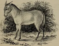 An illustration from The one primeval language : traced experimentally through ancient inscriptions in alphabetic characters of lost powers from the four continents... (1851)
