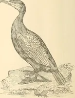 An illustration from The one primeval language traced experimentally through ancient inscriptions in alphabetic characters of lost powers from the four continents including the voice of Israel from the rocks of Sinai and the vestiges of patriarchal tradition from the monuments of Egypt, Eturia, and southern Arabia (1851)