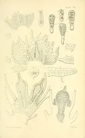 An illustration from On the germination, development, and fructification of the higher Cryptogamia : and on the fructification of the Coniferæ (1862)