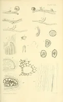 An illustration from On the germination, development, and fructification of the higher Cryptogamia : and on the fructification of the Coniferæ (1862)