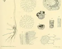 An illustration from On the germination, development, and fructification of the higher Cryptogamia : and on the fructification of the Coniferæ (1862)