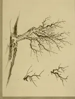 An illustration from On the laws of Japanese painting : an introduction to the study of the art of Japan (1911)