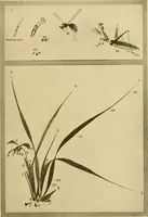 An illustration from On the laws of Japanese painting : an introduction to the study of the art of Japan (1911)