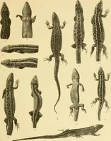 Picture 3 of 12 from On the lizards allied to Lacerta muralis, with an account of Lacerta agilis and L. parva (1916), leaf 100