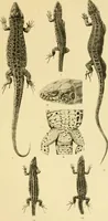 An illustration from On the lizards allied to Lacerta muralis, with an account of Lacerta agilis and L. parva (1916)