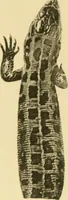 Picture 5 of 12 from On the lizards allied to Lacerta muralis, with an account of Lacerta agilis and L. parva (1916), leaf 104