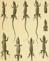 Picture 6 of 12 from On the lizards allied to Lacerta muralis, with an account of Lacerta agilis and L. parva (1916), leaf 108