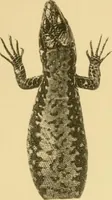 Picture 7 of 12 from On the lizards allied to Lacerta muralis, with an account of Lacerta agilis and L. parva (1916), leaf 112
