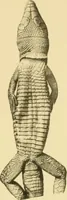 An illustration from On the lizards allied to Lacerta muralis, with an account of Lacerta agilis and L. parva (1916)