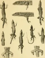 Picture 10 of 12 from On the lizards allied to Lacerta muralis, with an account of Lacerta agilis and L. parva (1916), leaf 116