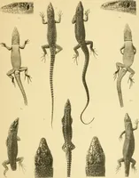 An illustration from On the lizards allied to Lacerta muralis, with an account of Lacerta agilis and L. parva (1916)