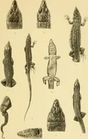 An illustration from On the lizards allied to Lacerta muralis, with an account of Lacerta agilis and L. parva (1916)