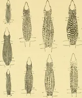 Picture 1 of 12 from On the lizards allied to Lacerta muralis, with an account of Lacerta agilis and L. parva (1916), leaf 19
