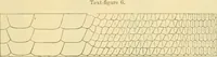 An illustration from On the lizards allied to Lacerta muralis, with an account of Lacerta agilis and L. parva (1916)