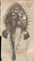 Picture 2 of 4 from Onomasticon zoicon, plerorumque animalium differentias & nomina propria pluribus linguis exponens : cui accedunt Mantissa anatomica, et quaedam De variis fossilium generibus (1668), leaf 237