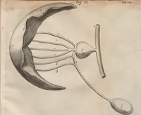 An illustration from Onomasticon zoicon, plerorumque animalium differentias & nomina propria pluribus linguis exponens : cui accedunt Mantissa anatomica, et quaedam De variis fossilium generibus (1668)
