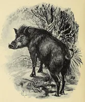 Picture 4 of 13 from On safari : big game hunting in British East Africa with studies in bird-life (1908), leaf 114