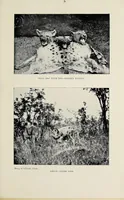 Picture 8 of 13 from On safari : big game hunting in British East Africa with studies in bird-life (1908), leaf 251