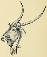 An illustration from On safari : big game hunting in British East Africa with studies in bird-life (1908)