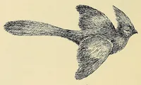 Picture 12 of 13 from On safari : big game hunting in British East Africa with studies in bird-life (1908), leaf 358