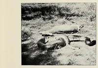 Picture 13 of 13 from On safari : big game hunting in British East Africa with studies in bird-life (1908), leaf 383