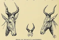 Picture 2 of 13 from On safari : big game hunting in British East Africa with studies in bird-life (1908), leaf 66