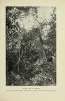 Picture 5 of 7 from On the South African frontier : the adventures and observations of an American in Mashonaland and Matabeleland (1899), leaf 347