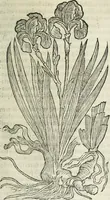 An illustration from Opera Ioan. Goropii Becani, hactenus in lucum non edita: nempe, Hermathena, Heiroglyphica, Vertumnus, Gallica, Francica, Hispanica (1580)