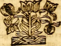 An illustration from Operum philosophicorum (1681)