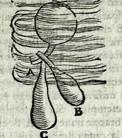 Picture 8 of 26 from Opvscoli morali (1568), leaf 247