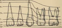 An illustration from Oral Roentgenology : a Roentgen study of the anatomy and pathology of the oral cavity (1917)