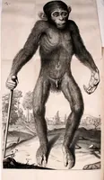 An illustration from Orang-outang, sive homo sylvestris: or, The anatomy of a pygmie compared with that of a monkey, an ape, and a man. To which is added, A philological essay concerning the pygmies, the cynocephali, the satyrs, and sphinges of the ancients. Wherein it will appear that they are all either apes or monkeys, and not men, as formerly pretended (1699)