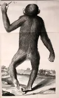 An illustration from Orang-outang, sive homo sylvestris: or, The anatomy of a pygmie compared with that of a monkey, an ape, and a man. To which is added, A philological essay concerning the pygmies, the cynocephali, the satyrs, and sphinges of the ancients. Wherein it will appear that they are all either apes or monkeys, and not men, as formerly pretended (1699)