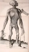 An illustration from Orang-outang, sive homo sylvestris: or, The anatomy of a pygmie compared with that of a monkey, an ape, and a man. To which is added, A philological essay concerning the pygmies, the cynocephali, the satyrs, and sphinges of the ancients. Wherein it will appear that they are all either apes or monkeys, and not men, as formerly pretended (1699)