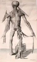 An illustration from Orang-outang, sive homo sylvestris: or, The anatomy of a pygmie compared with that of a monkey, an ape, and a man. To which is added, A philological essay concerning the pygmies, the cynocephali, the satyrs, and sphinges of the ancients. Wherein it will appear that they are all either apes or monkeys, and not men, as formerly pretended (1699)